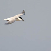 Gull-billed Tern